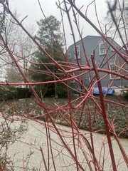 Cornus sericea