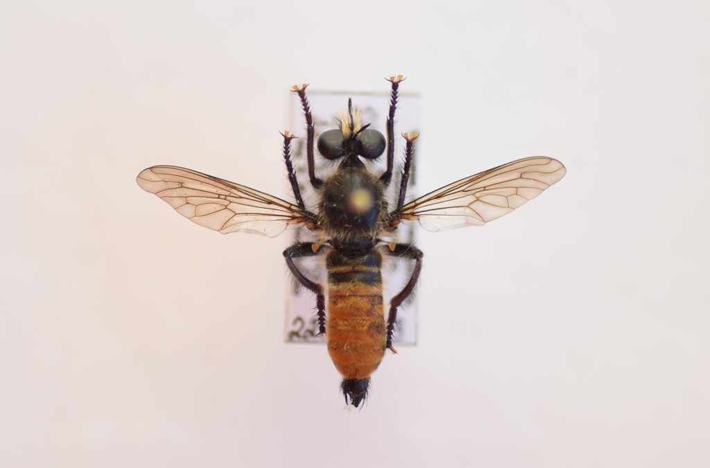Lamyra ignea