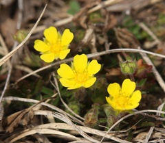 Potentilla pusilla