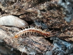 Lithobius melanops