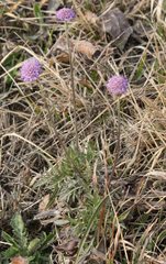 Scabiosa triandra