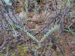 Aspalathus alpestris