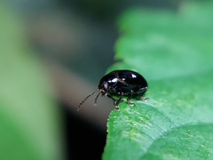 Coleoptera