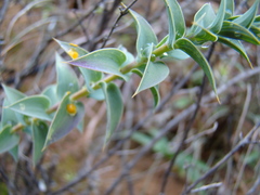 Aspalathus alpestris