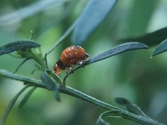 Insecta