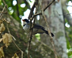 Arremon flavirostris