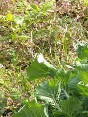 Pieris brassicae azorensis