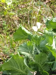 Pieris brassicae azorensis