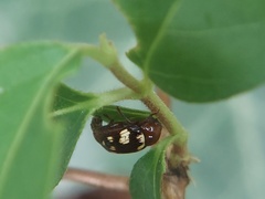 Coleoptera