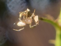 Araniella displicata