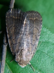 Lepidoptera