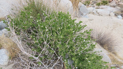 Mirabilis tenuiloba