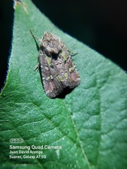 Lepidoptera
