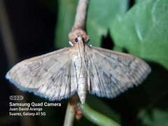 Lepidoptera