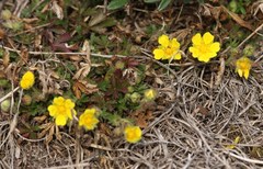 Potentilla pusilla