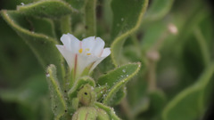 Mirabilis tenuiloba