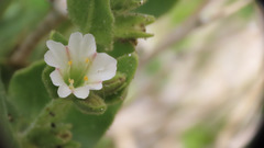 Mirabilis tenuiloba