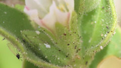Mirabilis tenuiloba