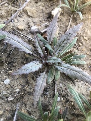 Eulobus