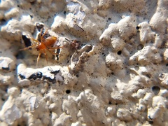 Araneomorphae