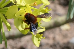 Megachile sicula