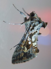 Lepidoptera