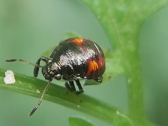 Insecta