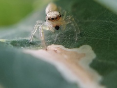 Hentzia