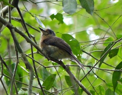 Nonnula rubecula
