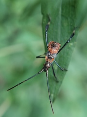 Heteroptera