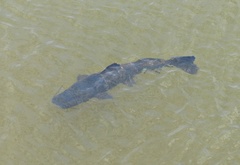 Steindachneridion melanodermatum