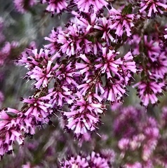 Erica uberiflora