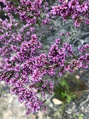 Erica uberiflora