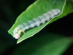 Lepidoptera