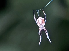 Araneomorphae