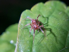 Araneomorphae