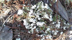 Cladonia prostrata
