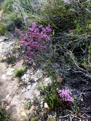 Erica uberiflora