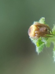 Araneidae