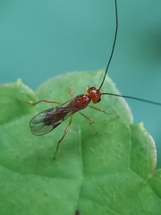 Ichneumonoidea