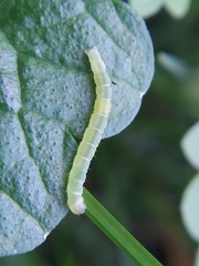 Lepidoptera