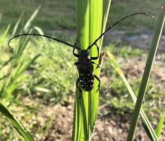 Anoplophora glabripennis