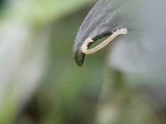 Lepidoptera