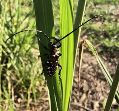 Anoplophora glabripennis