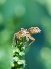 Lycosidae