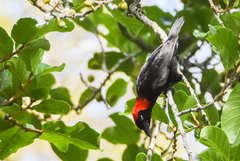 Malimbus rubricollis