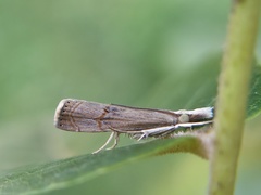 Lepidoptera