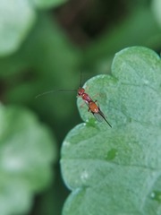 Ichneumonoidea