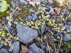 Crassula mataikona