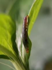 Lepidoptera